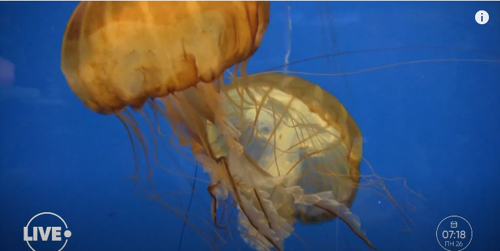 Как выглядят опасные медузы