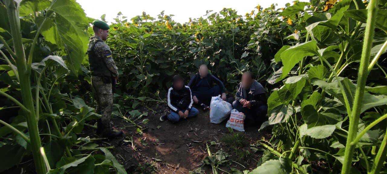 Порушників знайшли на соняшниковому полі