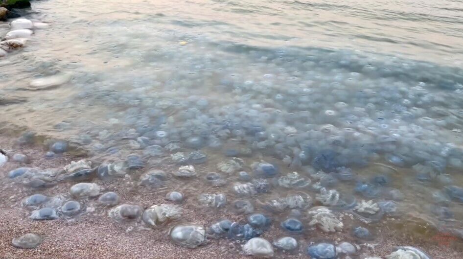 Нашествие медуз на Азовском море.
