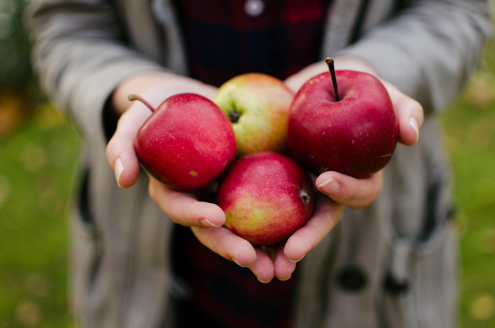 Яблочный Спас каждый год отмечается 19 августа