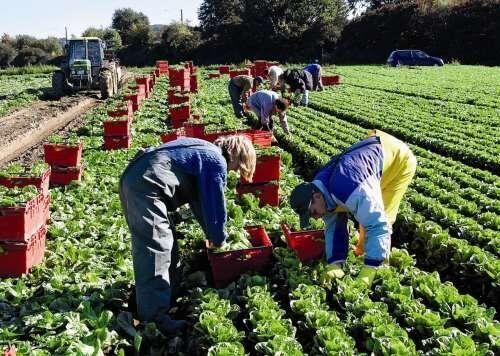 У сільському господарстві в Польщі працює близько 10% українців