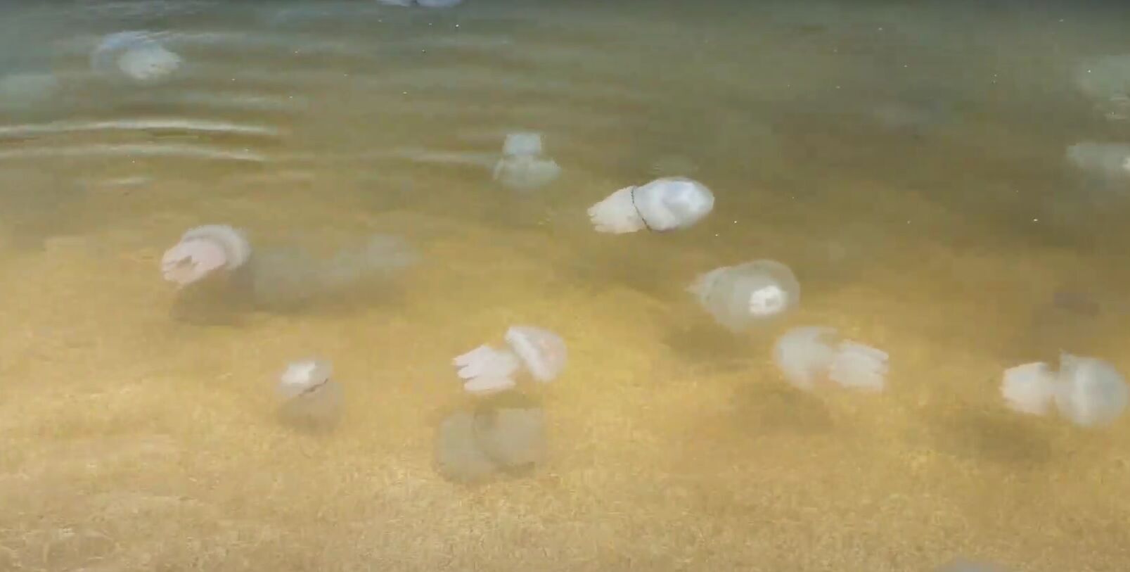 Туристи поскаржилися на велику кількість медуз у морі