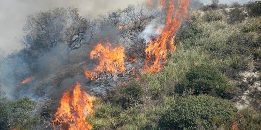 На Кипре загорелись леса.