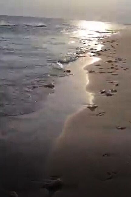 На берегу Азовского моря много медуз