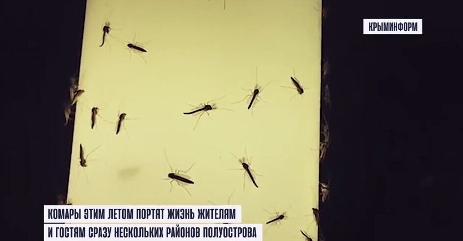 Комары атаковали Крым