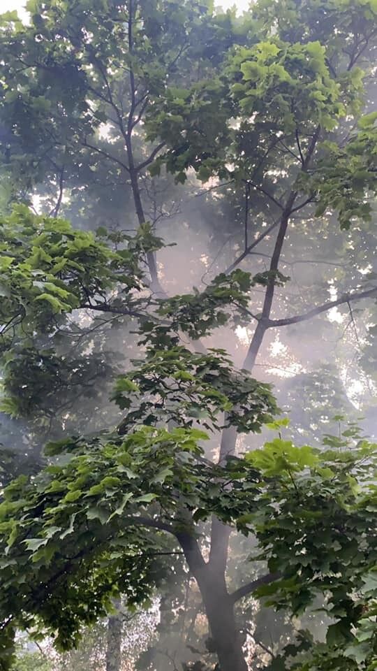Неизвестные пытаются сжечь заплавный лес в Киеве.