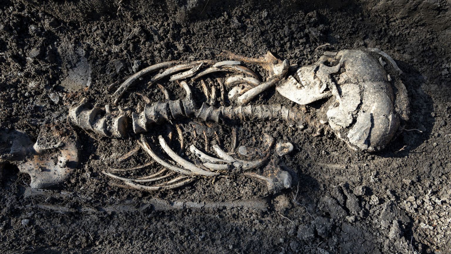 Останки дорослої людини, виявлені у похованні