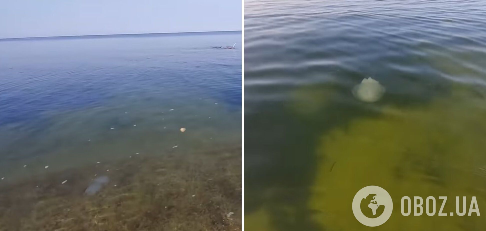 Медузы продолжают "атаковать" Азовське море
