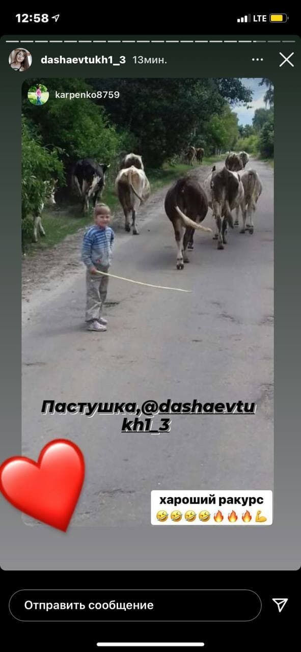 Люди активно публикуют фото с коровами