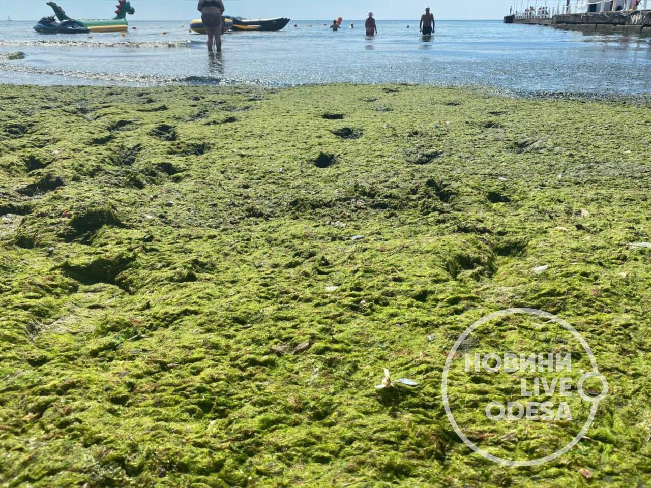 Водорості моторошно смердять