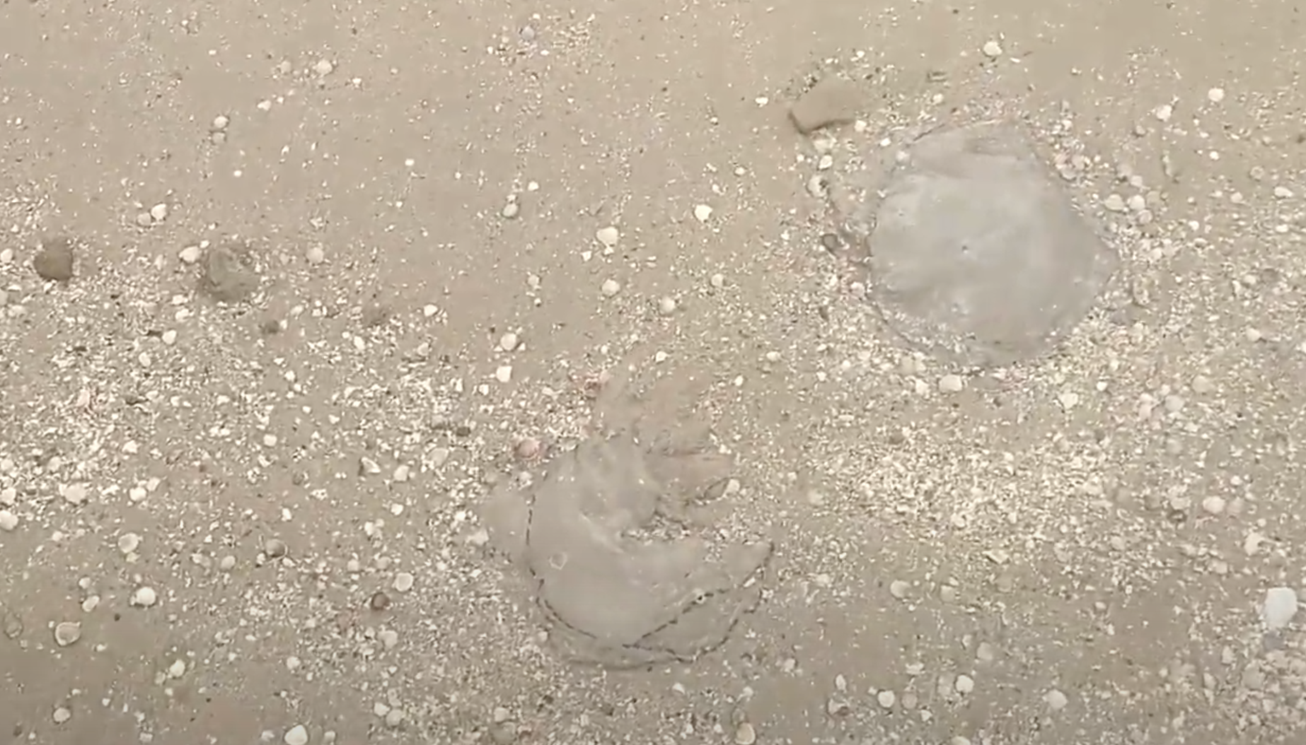 На пляжах Кирилловки мертвые медузы
