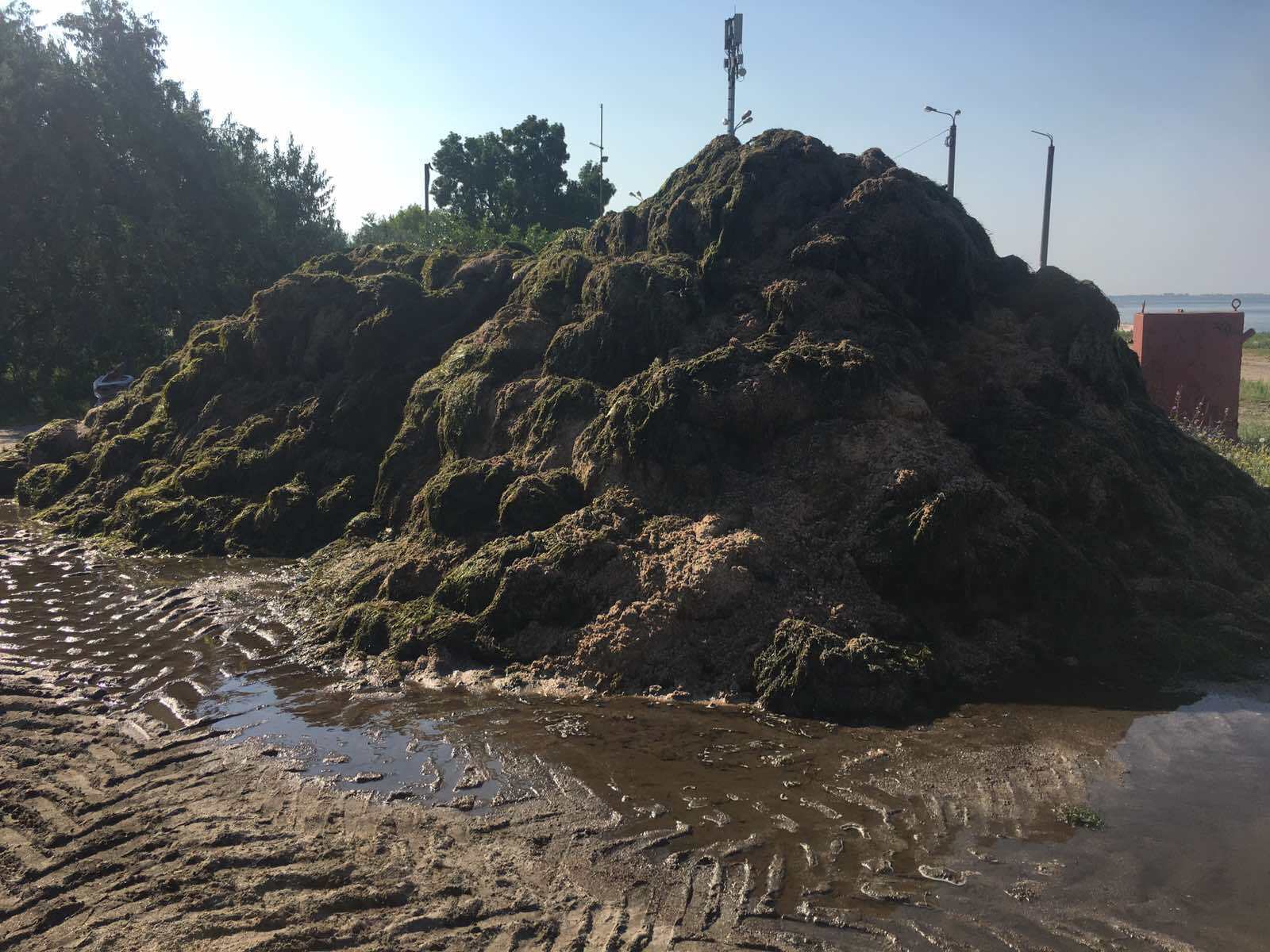 Бердянск утопает в тоннах водорослей