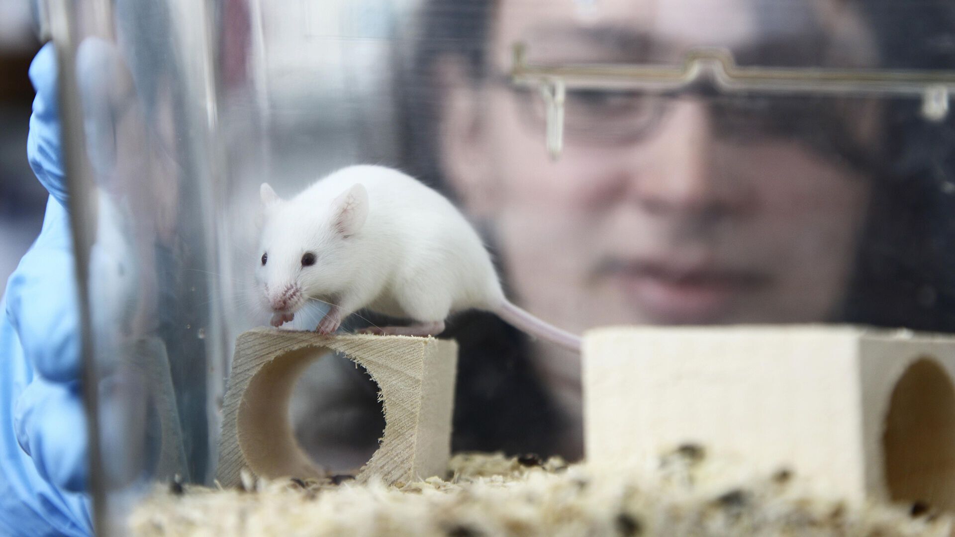 Кал молодих мишей пересадили дорослим