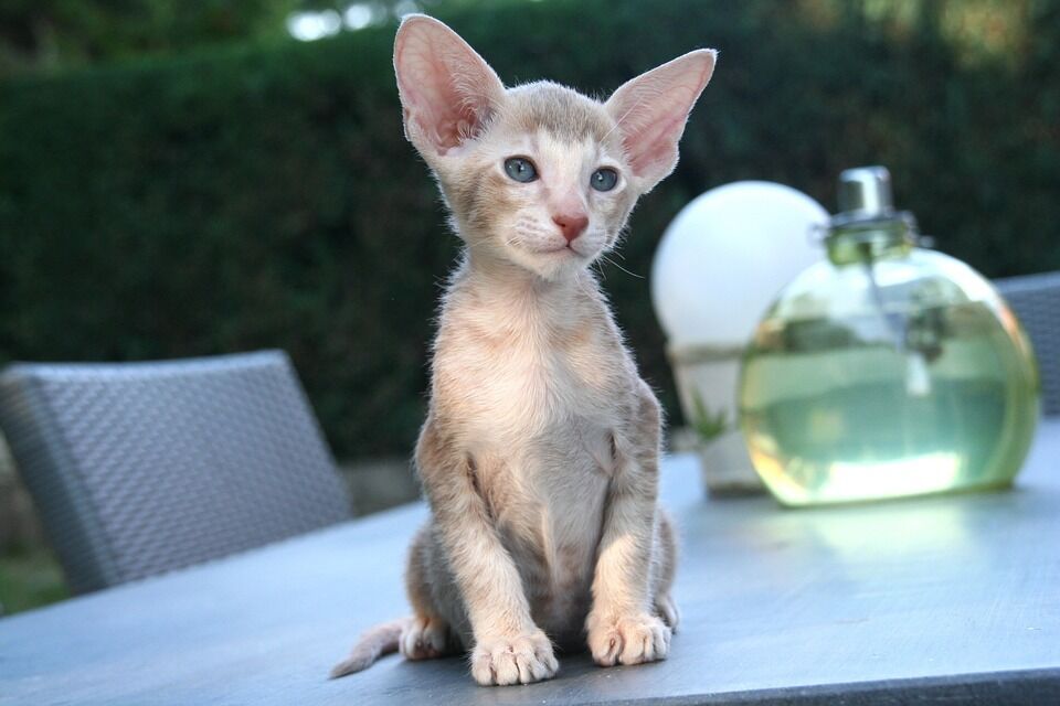 Восточный кот