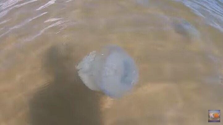 Большие медузы в Кирилловке