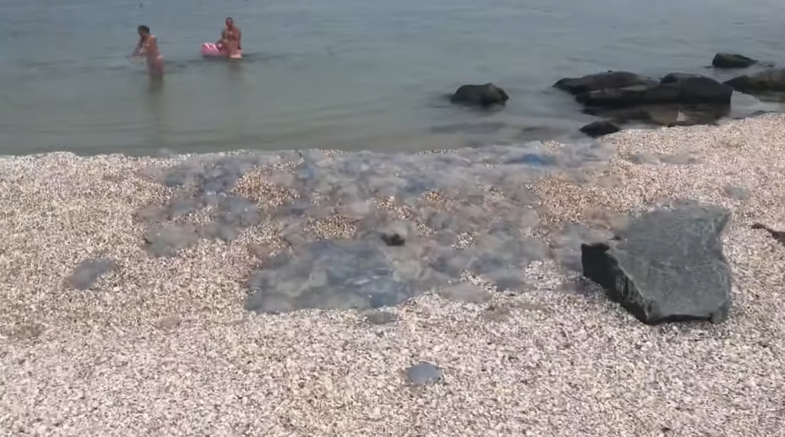 Медузи лежать просто на березі