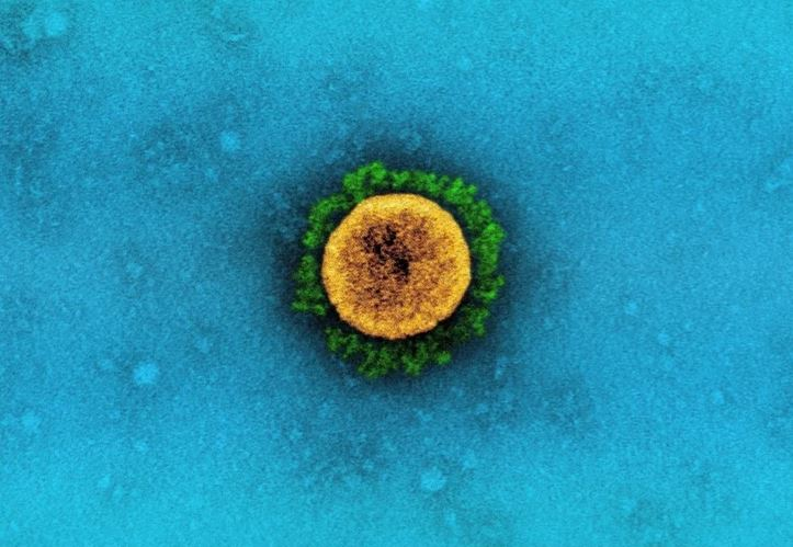 Йота, или B.1.526, – одна из модификаций вируса SARS-CoV-2