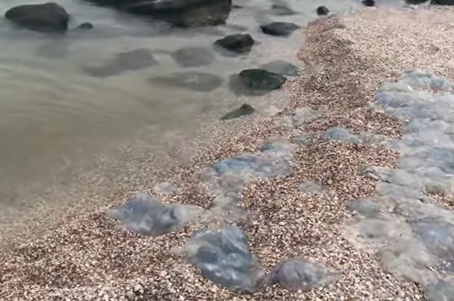 Мертвые медузы в Кирилловке