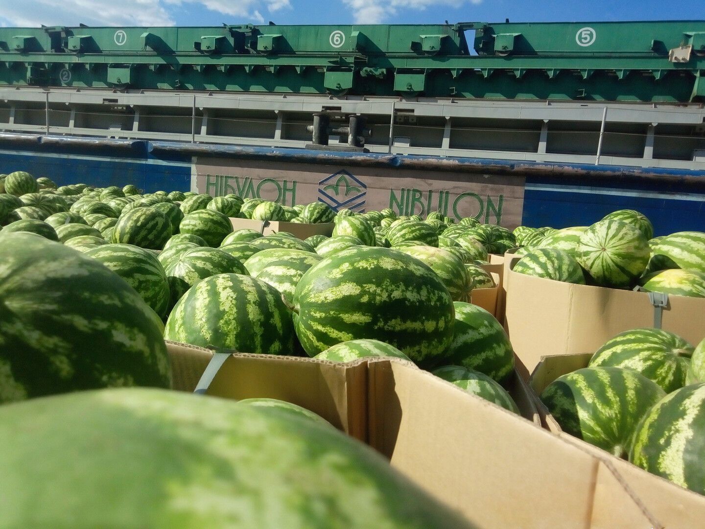 Полосатые ягоды приедут в Киев в картонных контейнерах
