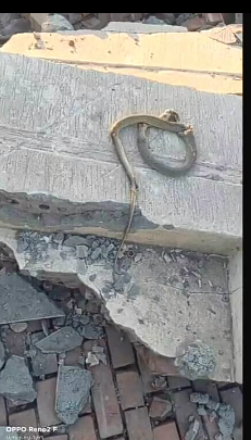 Убитая кобра, которая напала на людей