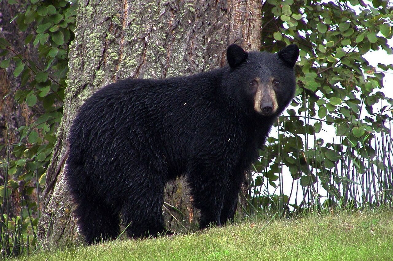 У Північній Америці почастішали контакти чорних ведмедів з людьми