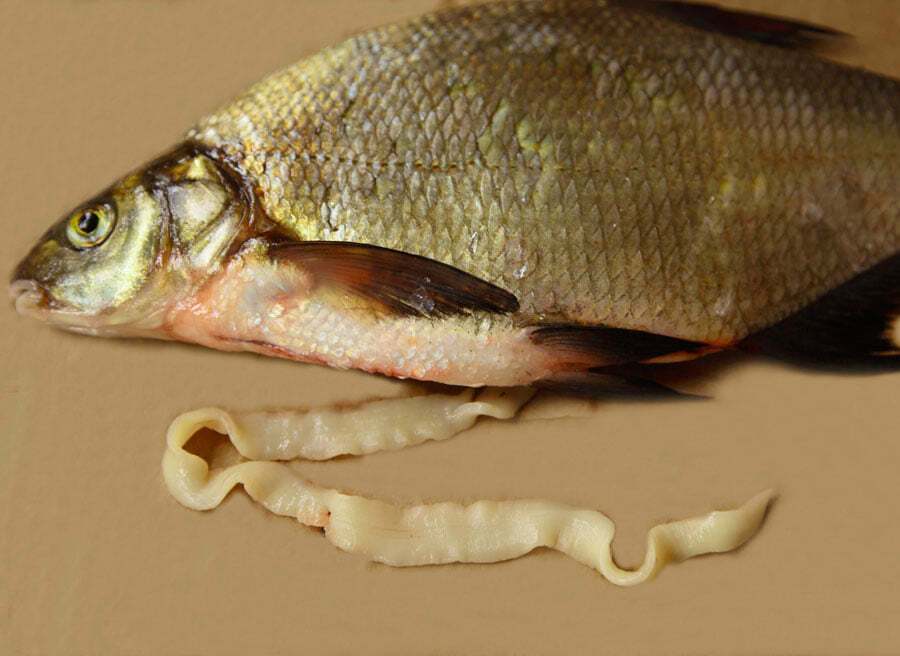 Чтобы паразит погиб, рыбу следует жарить или варить при температуре 55 градусов
