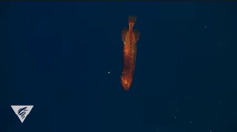 Рыбу-кита очень редко можно увидеть живой на глубине