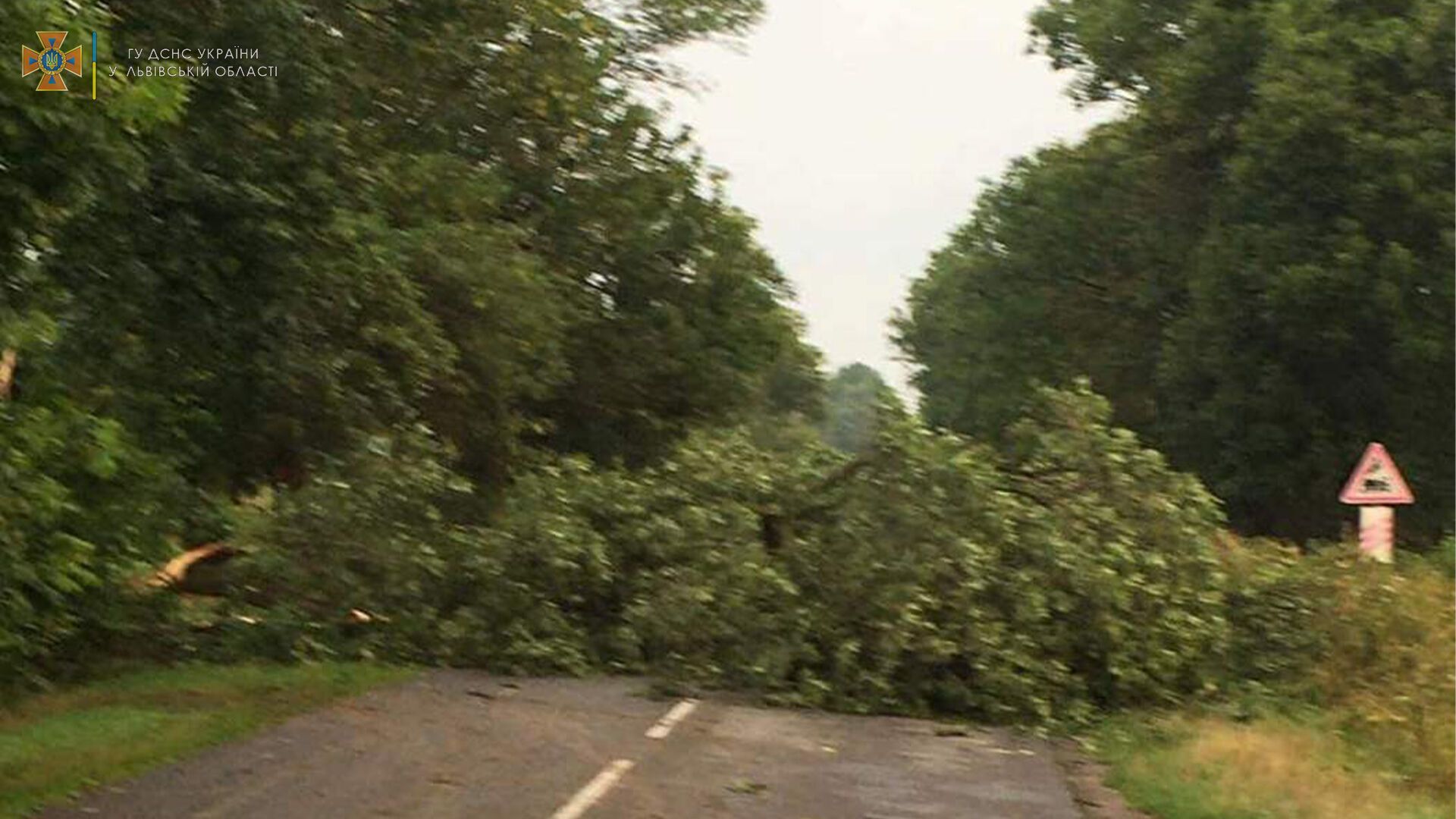 Повалене дерево на дорозі
