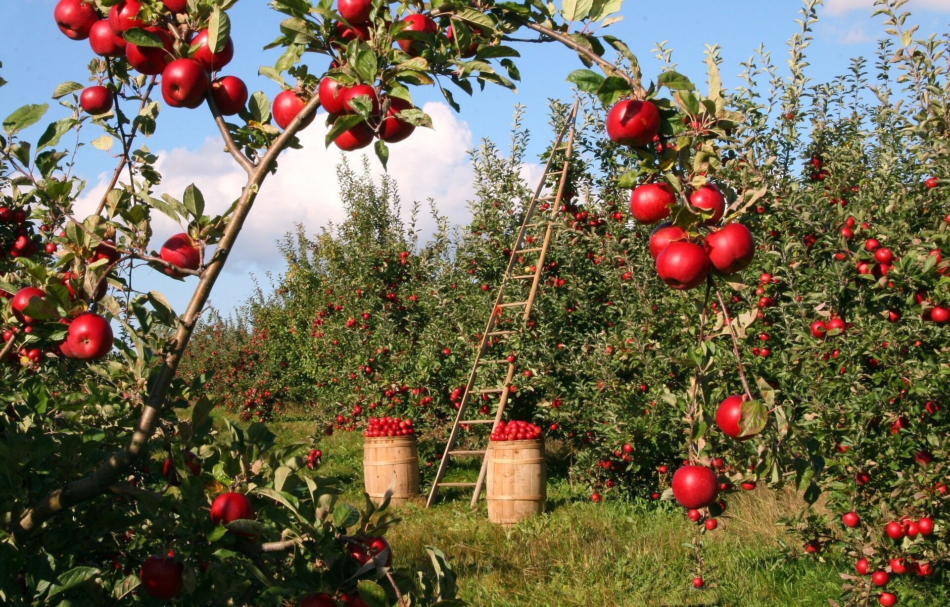 19 августа верующие ходят в церковь святить домашние яблоки