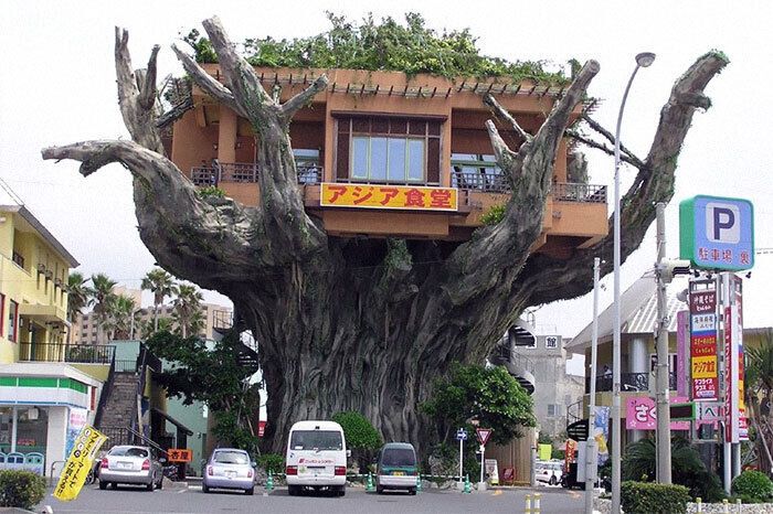 Ресторан разместили на дереве.