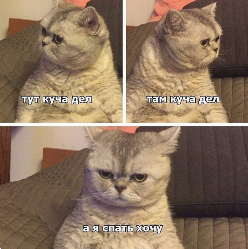 Мем з котом