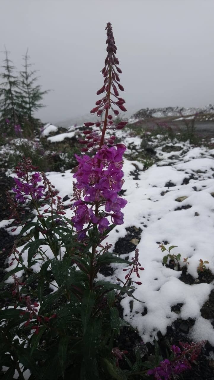 Сніг у Магаданській області
