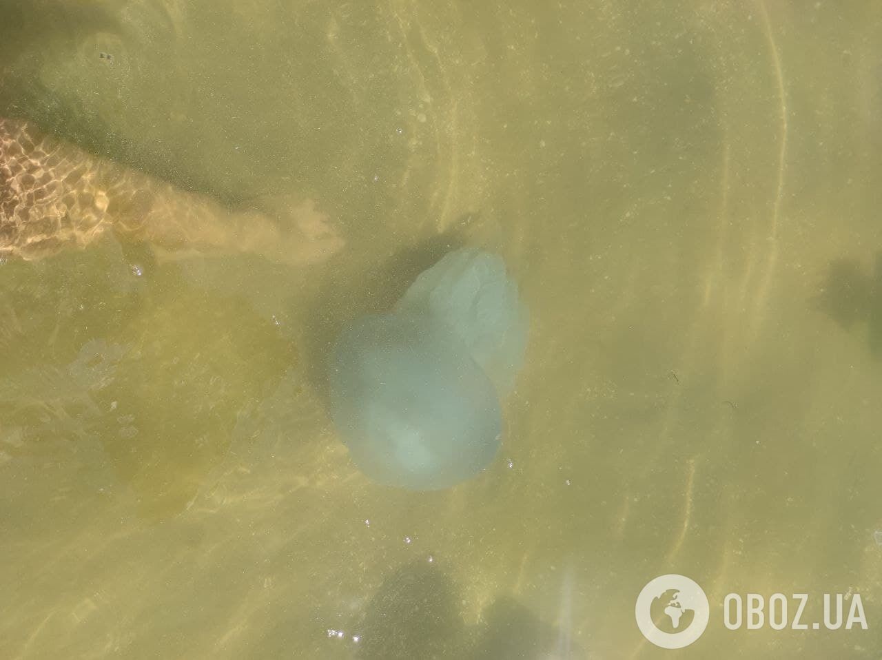 Медузы размером как "пять ладоней"