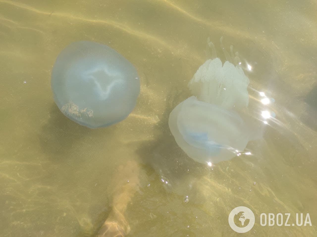 Величезні медузи в Азовському морі