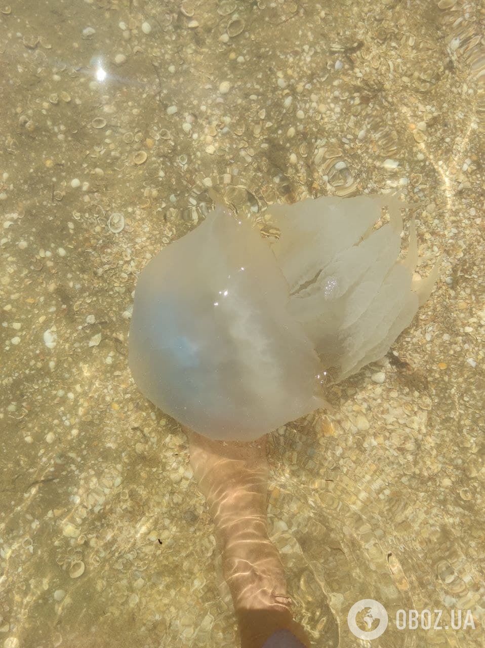 Величезні медузи на Арабатській Стрілці