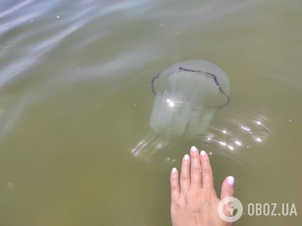 Азовське море атакували величезні медузи
