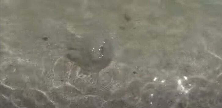 В Кирилловке снова появились медузы