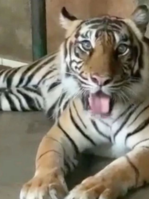 Суматранський тигр занесений до Червоної книги.