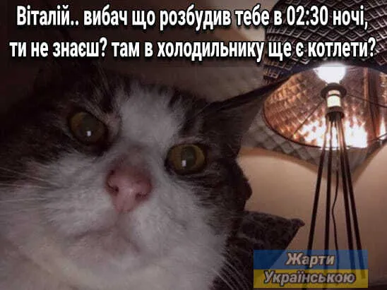 Мем о котах ночью