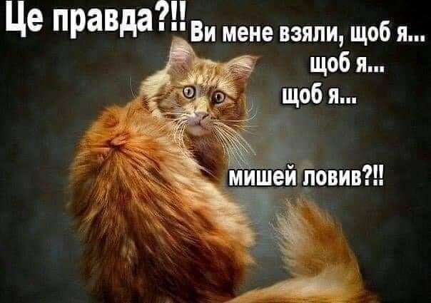 Мем с котом