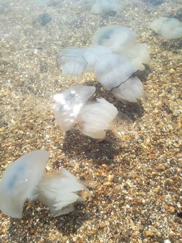 В Бердянске огромные медузы