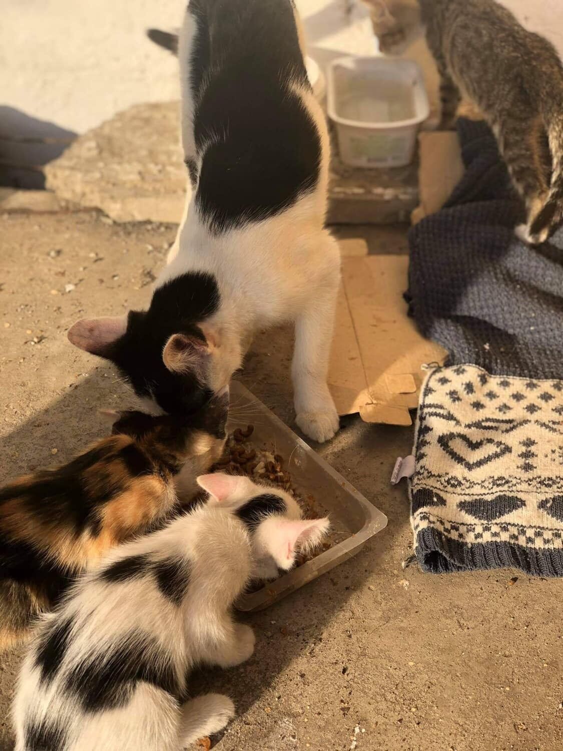 Кошка привела пять котят