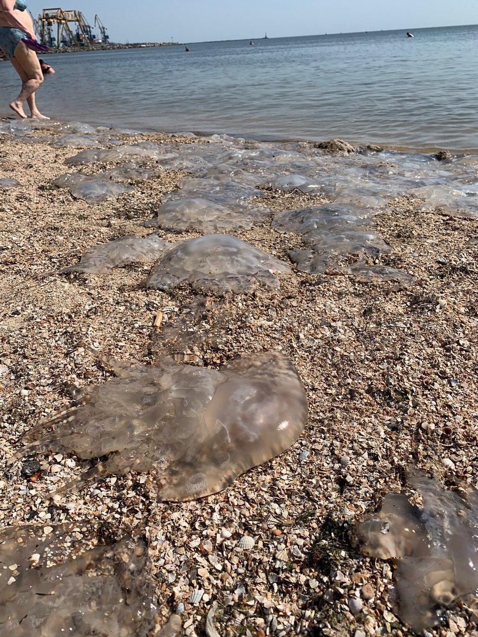 Медузи на березі Азовського моря