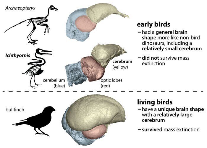 У предків живих птахів та інших динозаврів форма мозку сильно відрізнялася