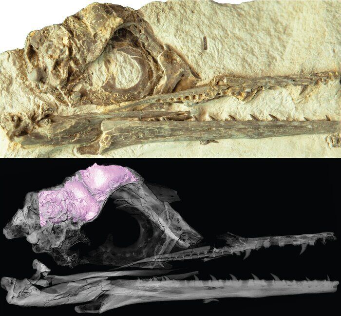 Фото черепа Ихтиорнис и 3D-модель