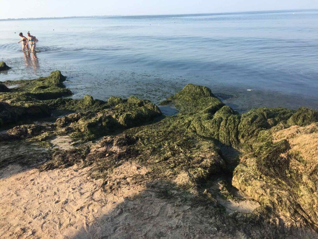 Тонны морской травы на берегу моря