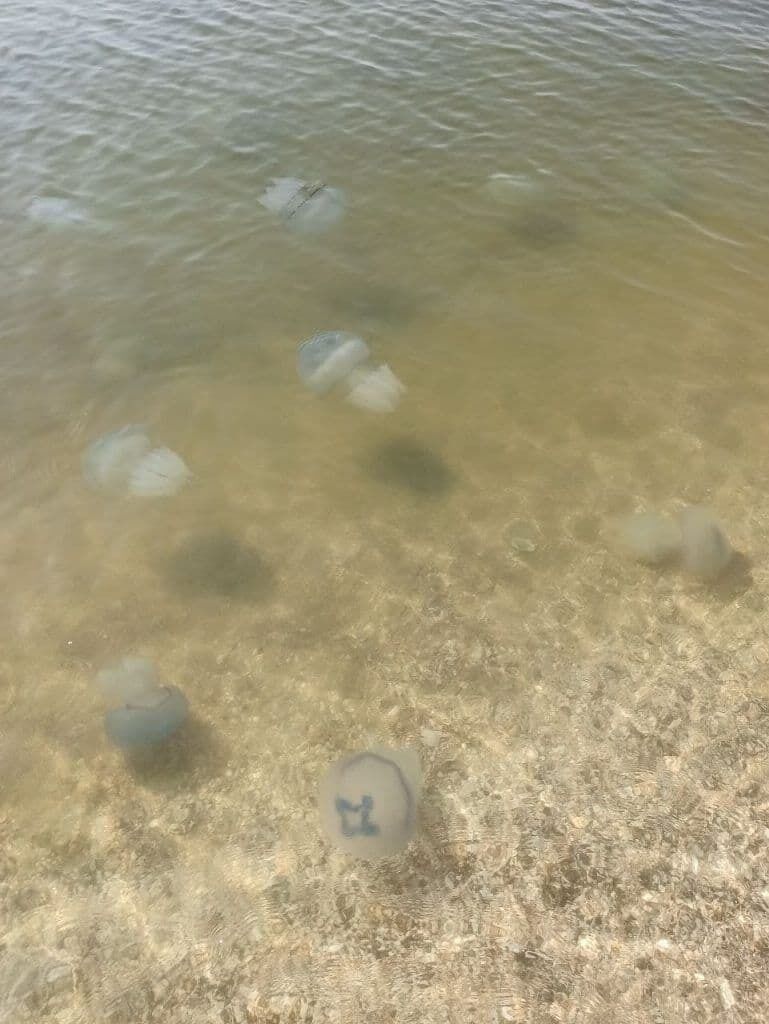Великі медузи в Кирилівці
