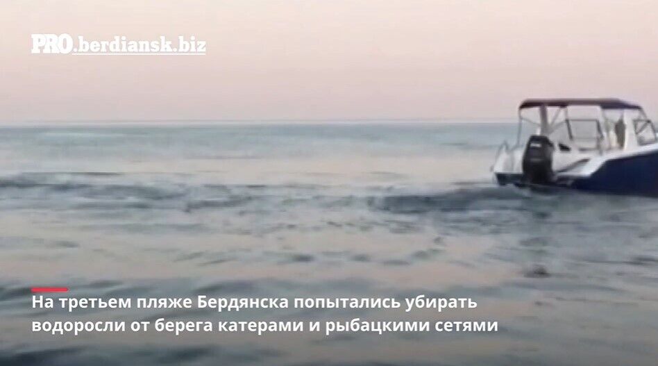 Побережье Азовского моря заполонили водоросли