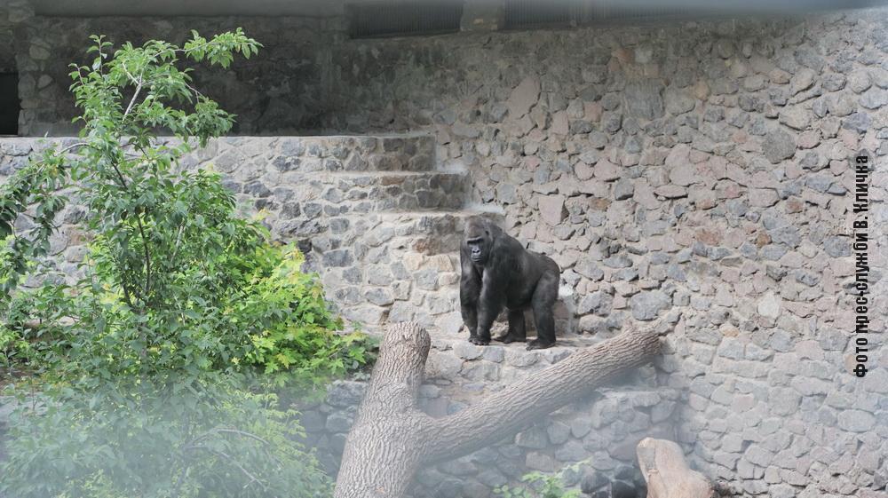 Кличко показав новий літній вольєр для горили Тоні в Київському зоопарку. Відео