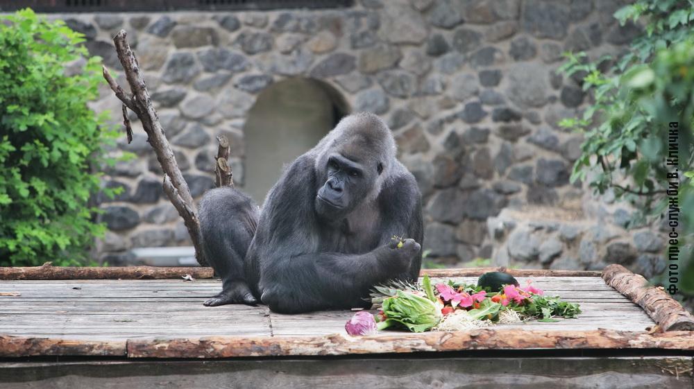 Кличко показав новий літній вольєр для горили Тоні в Київському зоопарку. Відео